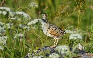 Nem támogatja az Őrségi Nemzeti Park Igazgatósága a MOL őriszentpéteri szénhidrogén kutatófúrását