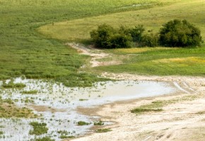 A biológiai sokféleség védelmét sürgetik az Európai Bizottságnál a természetvédők 