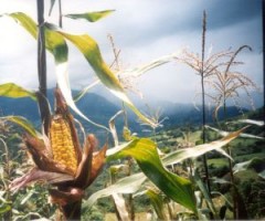 Meghátrál Európában a Monsanto - Visszavonja új génmódosított fajtákra vonatkozó engedélykérelmeit az óriáscég?