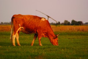 Mit KAPhatnak a kunhalmok és a barázdabillegetők? 