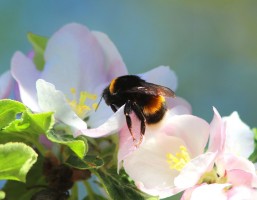 A Beporzók napján aláírásunkkal és beporzóbarát kertekkel mentsük meg a méheket 