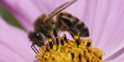 EU Bíróság: nincs több trükközés a méhgyilkos vegyszerekkel