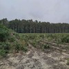 Továbbra is aggódhatunk az ország védett erdeiben folyó fakitermelések miatt
