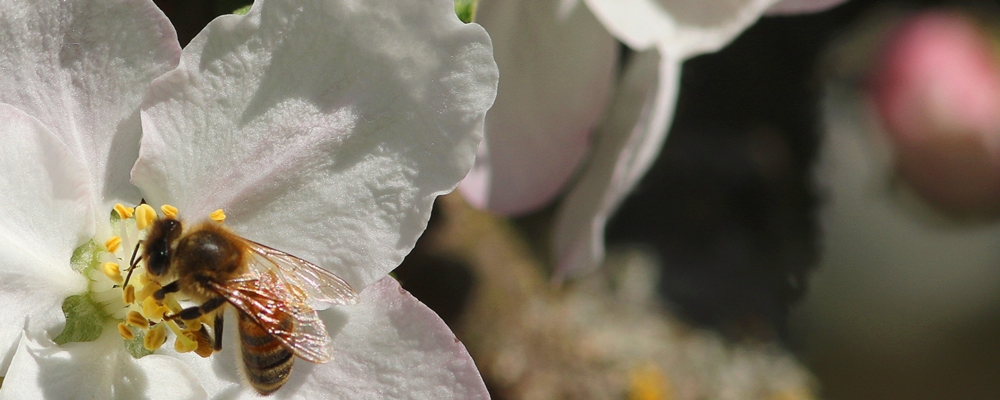 Mentsük meg a méheket és a gazdákat!