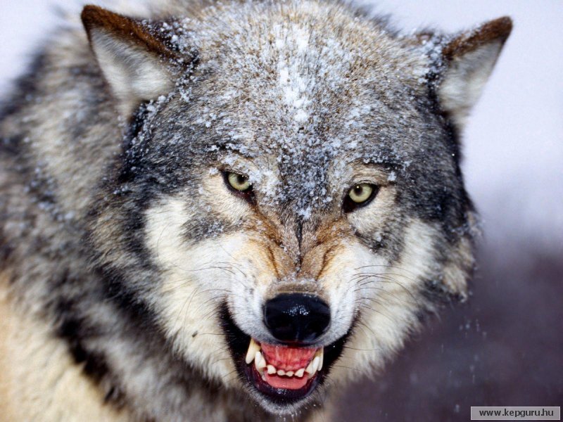 Farkastörvények a farkasok vadászatában
