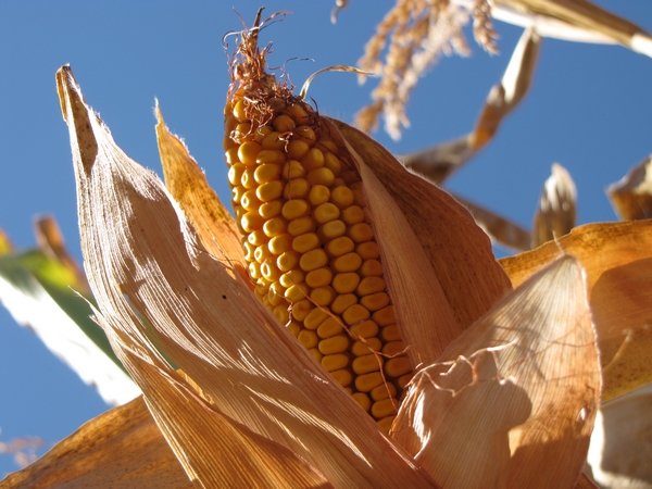 Nem kérünk az újabb génmódosított kukoricából! 