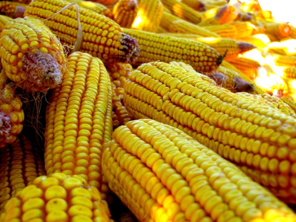 Nyakunkon az újabb génmódosított kukorica?