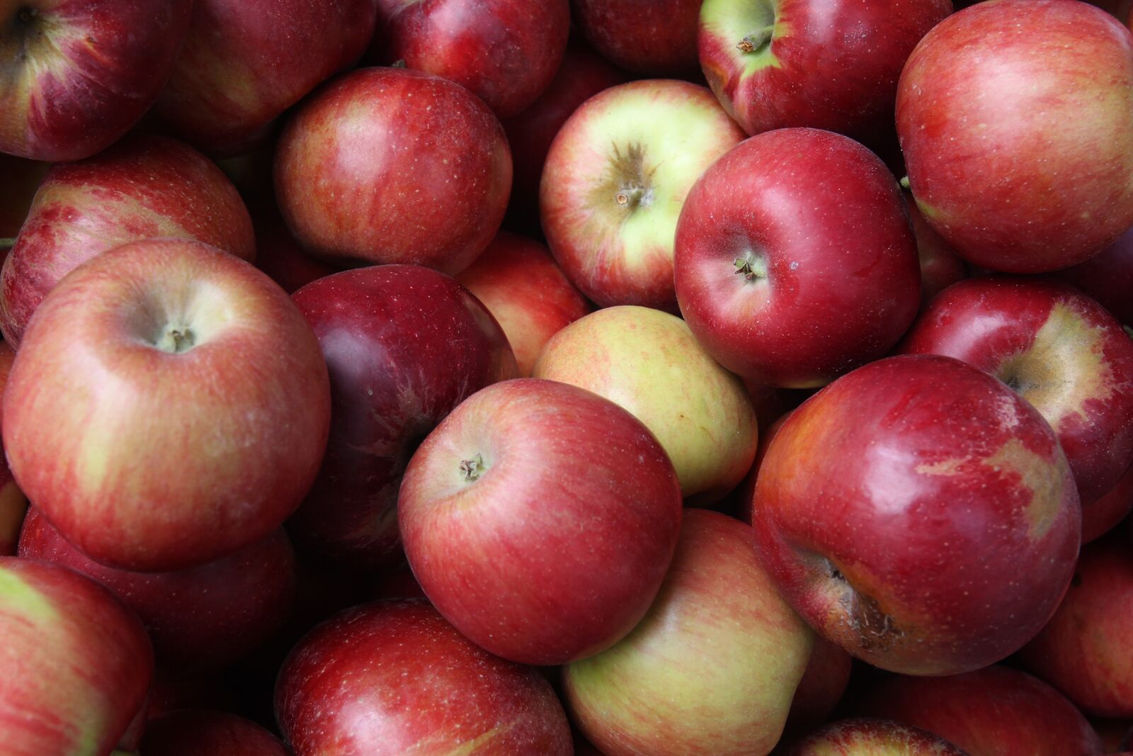 Veszélyes növényvédőszer-maradványok az európai almákban? - online sajtótájékoztató